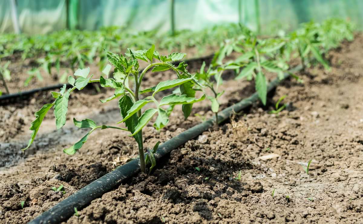 Drip irrigation tubing watering a row of vegetable seedlings.