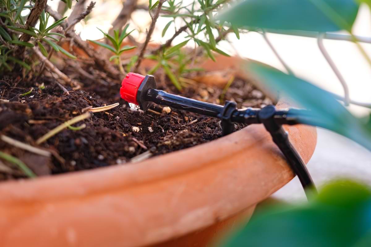Drip Irrigation Drip Emitters: Your No-Pain-to-Maintain Guide 1 Drip irrigation tube and emitter resting in a potted plant.
