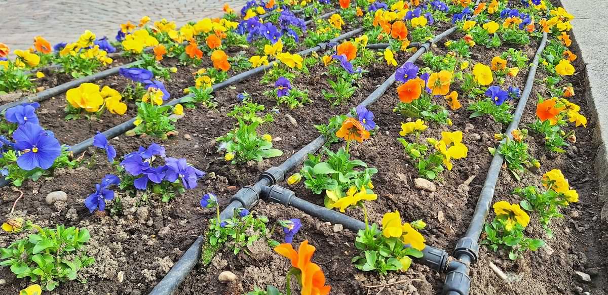 Drip irrigation tubing watering a vibrant garden of purple, orange, and yellow flowers.