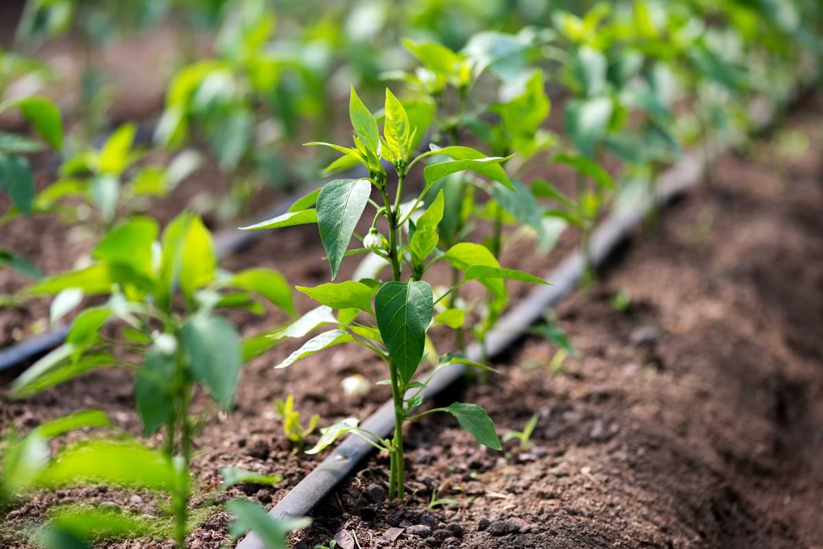 How to Seal a Hole in Drip Tubing Irrigation 1 Drip irrigation tubing running through a garden.