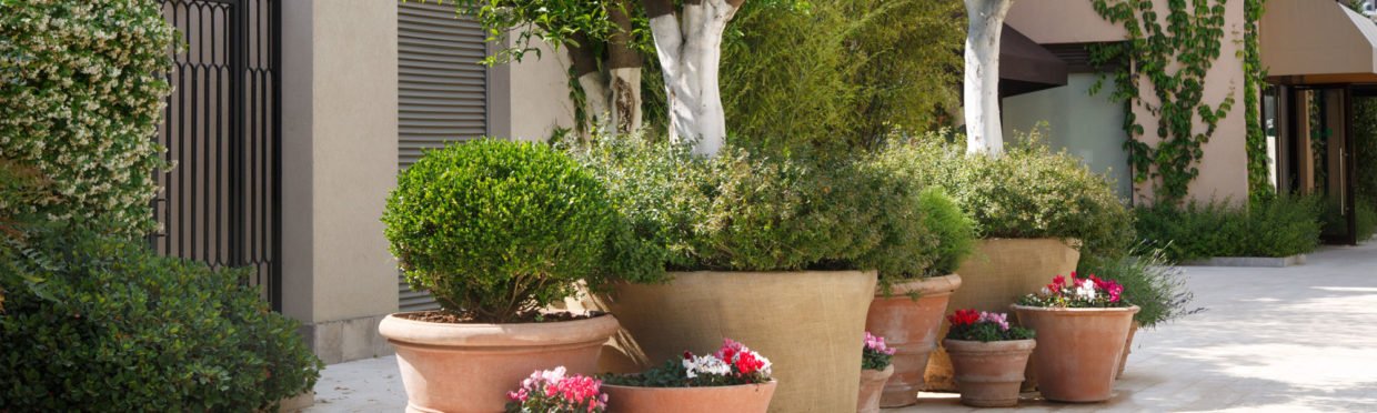 Commercial Potted Plants Dri