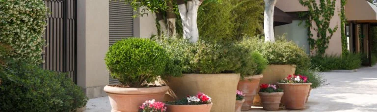 Tutorials Install & Design 42 Commercial Potted Plants Dri
