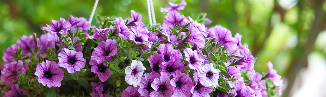 Hanging Baskets Drip Installation Guide