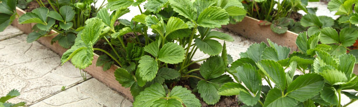 Installation Guide For Narrow Planting Beds Near A Structure Dri