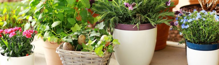 Residential Potted Plants Dri
