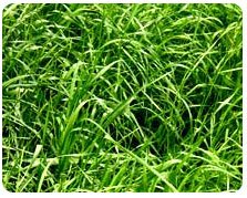 Anuual Ryegrass