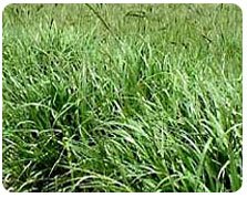 Bahia Grass