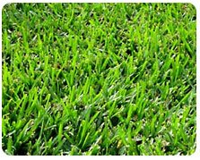 Bermuda Grass