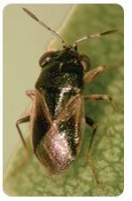 What Pests Are Harmful To My Lawn? 8