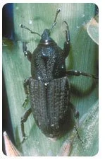 What Pests Are Harmful To My Lawn? 5