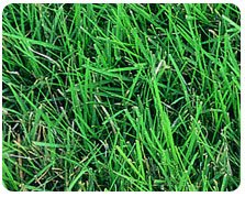 Buffalo Grass