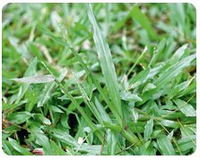 Carpet Grass