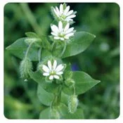 What Type Of Weeds Are Growing In My Lawn? 2 Chickweed Weed