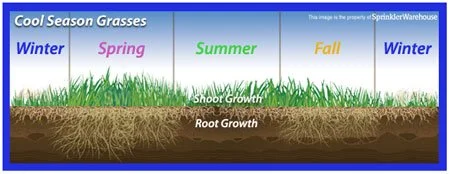 What Type of Grass Do I Have? 1 Cool Season Grasses