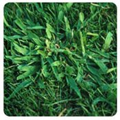 Crabgrass Weed
