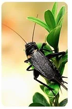 What Pests Are Harmful To My Lawn? 4