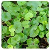 What Type Of Weeds Are Growing In My Lawn? 7 Dichondra Weed