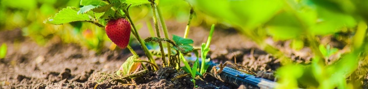Drip Irrigation Benefits How It Works Dr