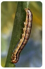 What Pests Are Harmful To My Lawn? 3