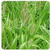 Foxtail Weed