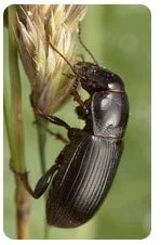What Pests Are Harmful To My Lawn? 6