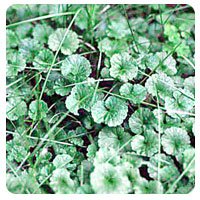 Ground Ivy Weed