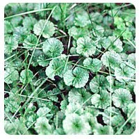 What Type Of Weeds Are Growing In My Lawn? 13 Ground Ivy Weed