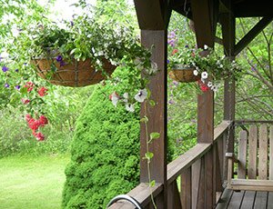 Hanging Baskets