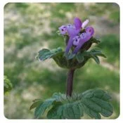 What Type Of Weeds Are Growing In My Lawn? 1 Henbit Weed