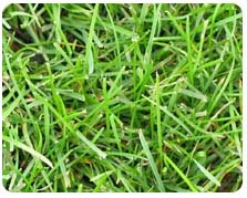 Kentucky Bluegrass