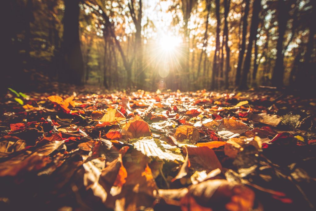 Golden Autumn Foliage