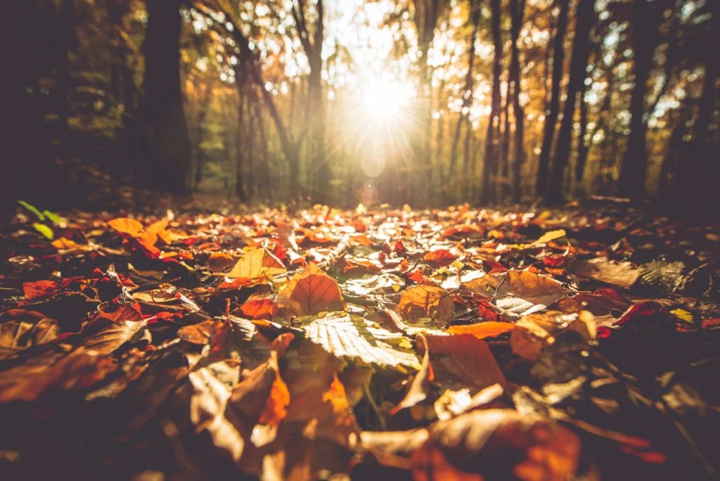 Mulching And Composting Your Autumn Leaves 1 Golden Autumn Foliage