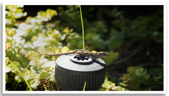 This picture shows a lizard sitting on top of a sprinkler head with green plants in the background.