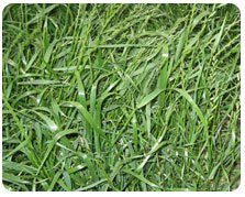 Perennial Ryegrass