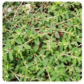 Prostrate Spurge Weed