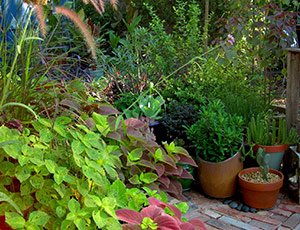 Residential Potted Plants