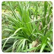 What Type Of Weeds Are Growing In My Lawn? 11 Sedge Weed