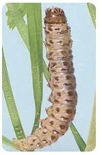 What Pests Are Harmful To My Lawn? 7