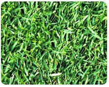 St. Augustine Grass