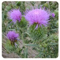 Thistle Weed