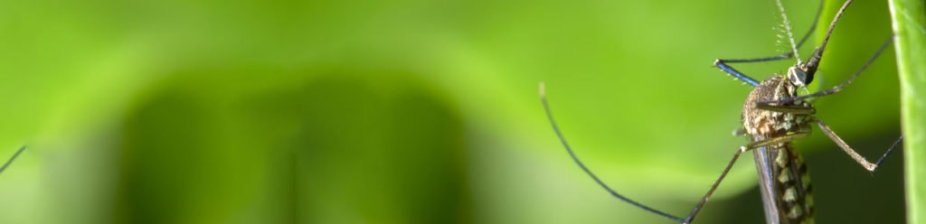 Using Your Sprinkler System To Kill Mosquitoes Lc