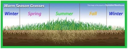 What Type of Grass Do I Have? 8 Warm Season Grasses