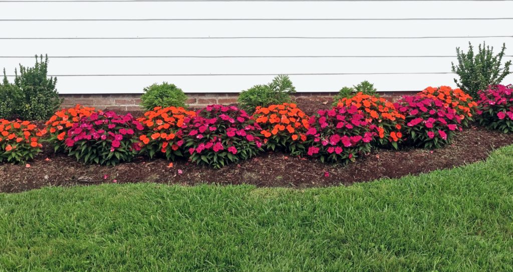 Image of Red and orange summer impatiens bordering home with green grass in foreground