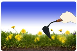 Use a Weed Digger to Remove Weeds at the Roots