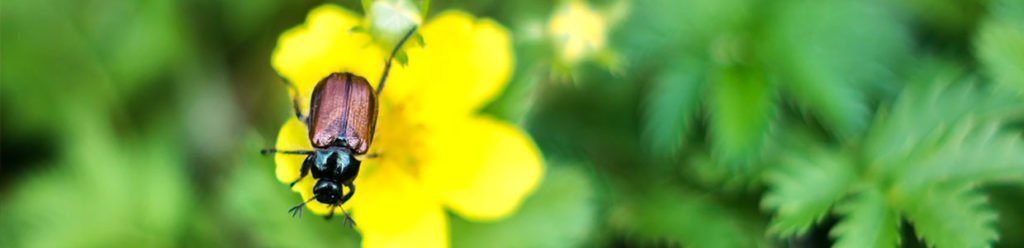 What Pests Are Harmful To My Lawn Lc