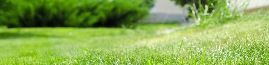 What Type Of Lawn Do I Have Lc