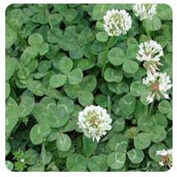 White Clover Weed