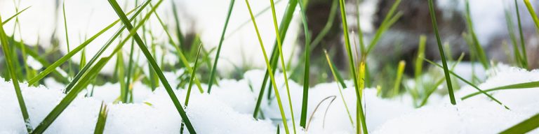 This header images shows blades of grass peeking through a blanket of snow during a short hard freeze.