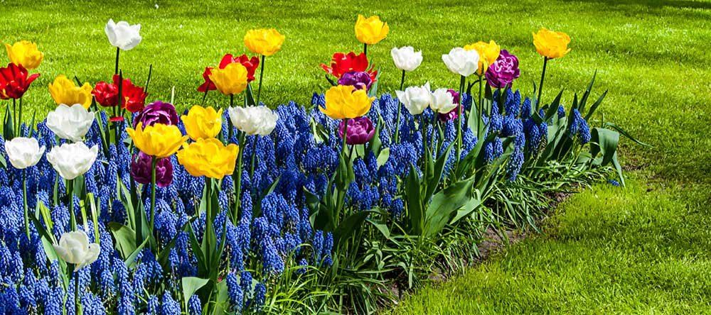 This is a picture of a flowerbed with red, yellow, blue and white flowers next to grass.