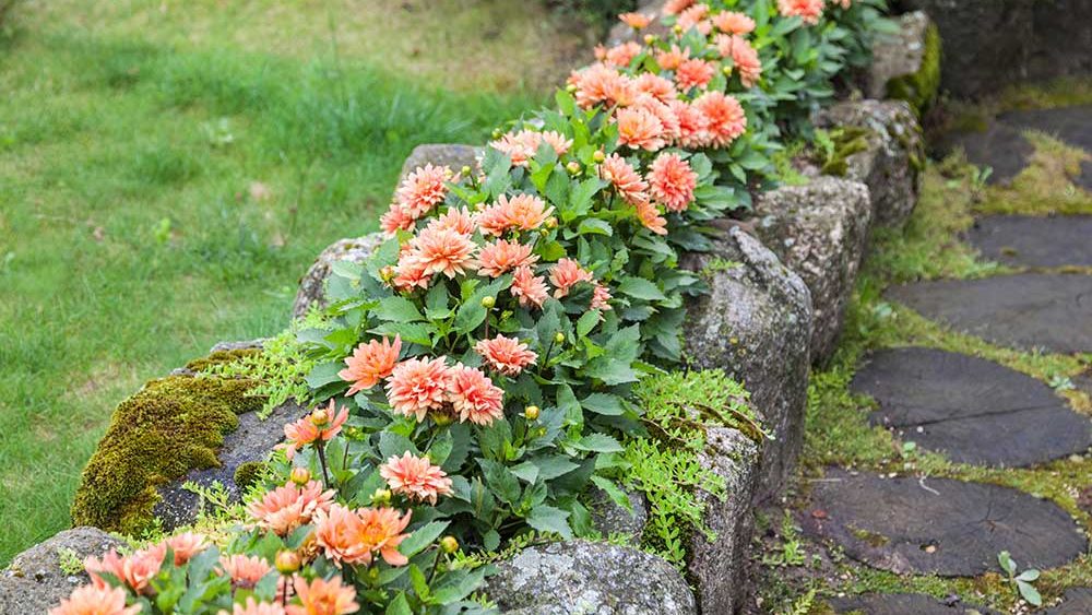 This is a picture of peach colored flowers in a narrow bed next to a stone walkway.